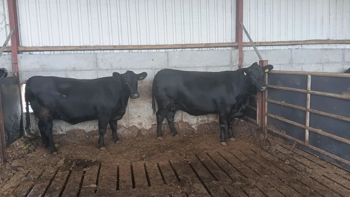 Purebred Aberdeen Angus  incalf