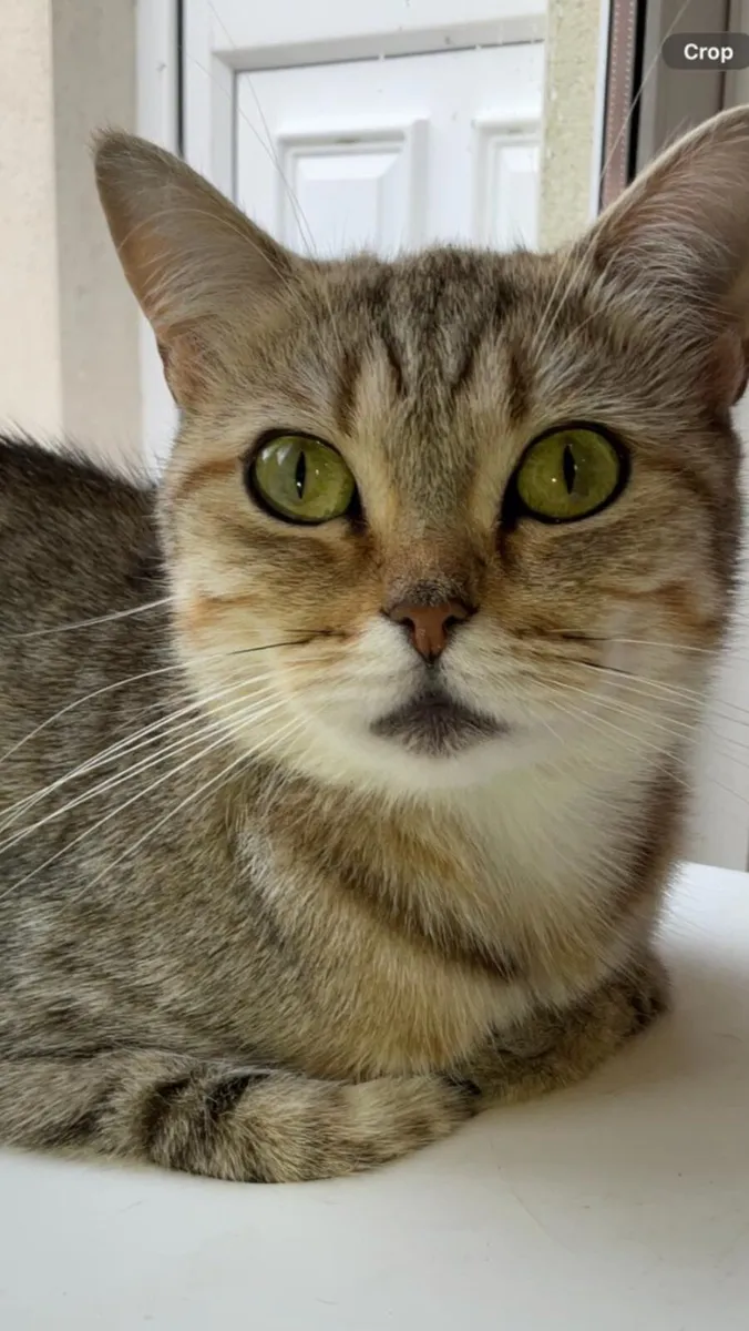 FEMALE TABBY CAT - Image 2