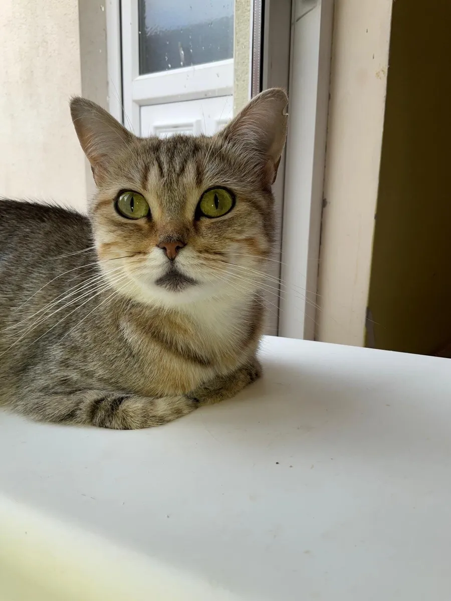 FEMALE TABBY CAT - Image 1