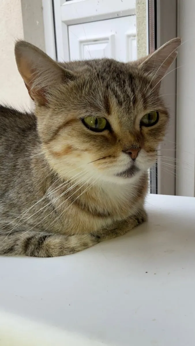FEMALE TABBY CAT - Image 3