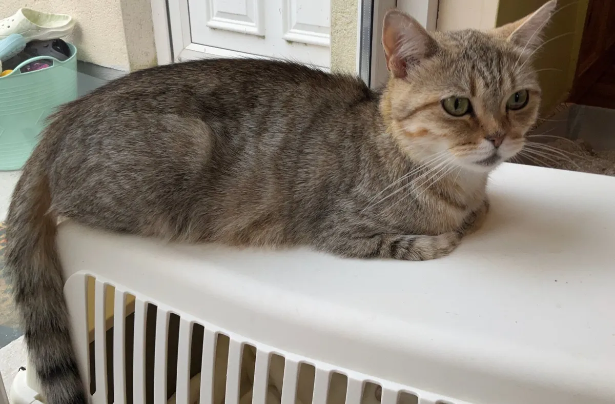 FEMALE TABBY CAT - Image 4