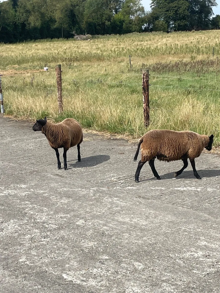 Rams - Image 3