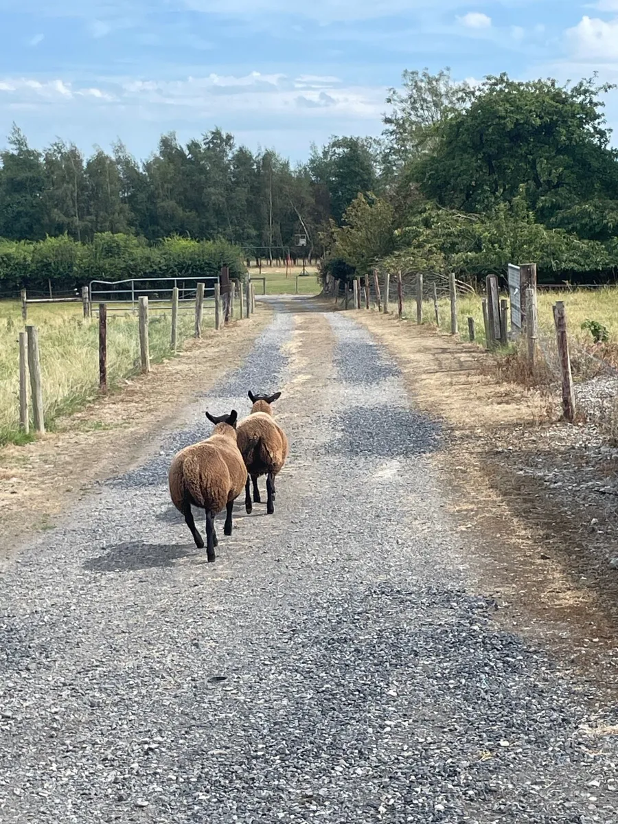 Rams - Image 4