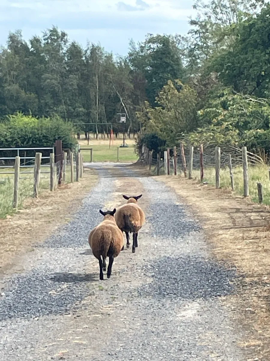 Rams - Image 2