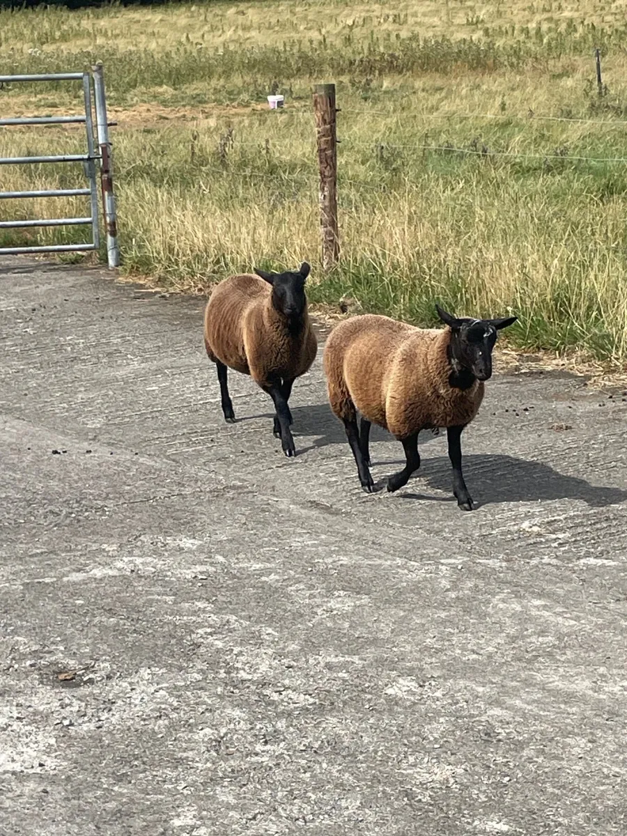 Rams - Image 1