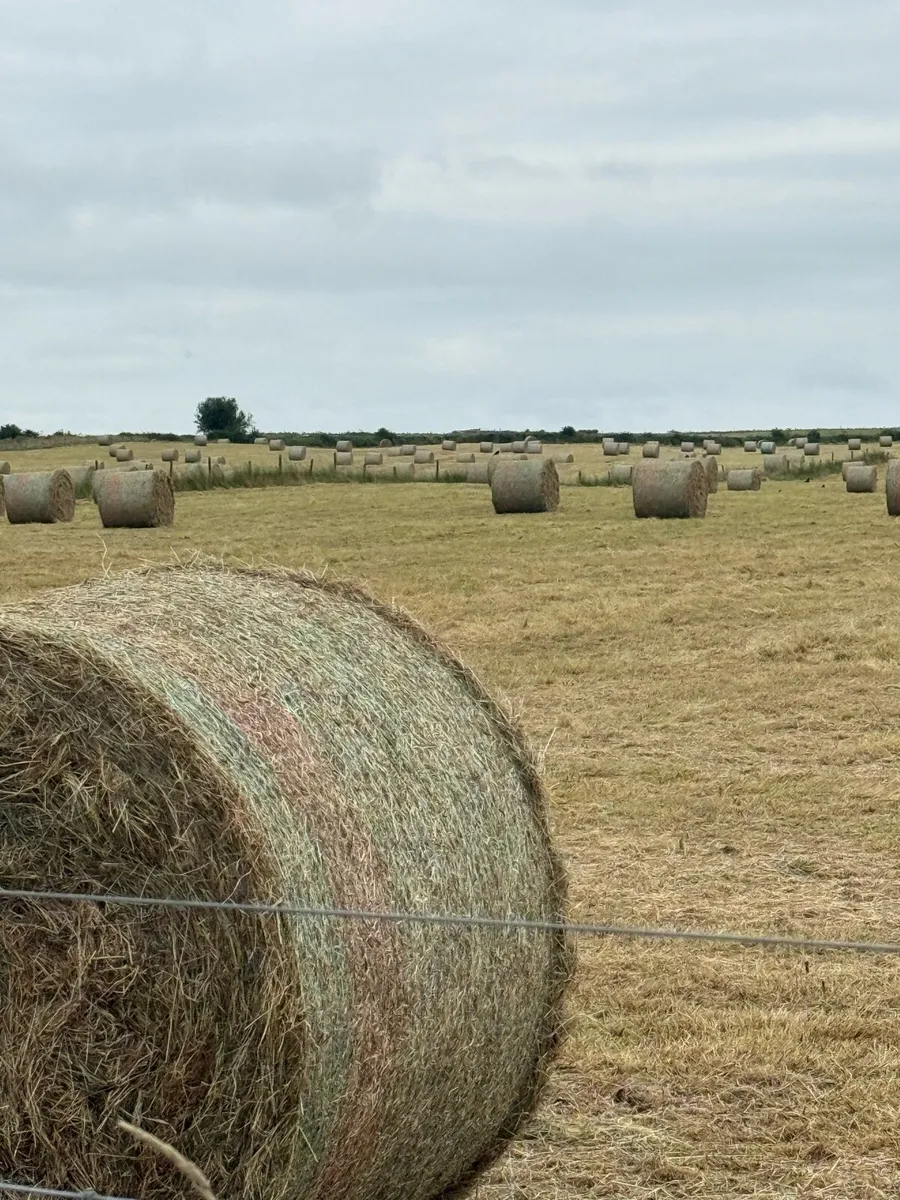 Hay - Image 3
