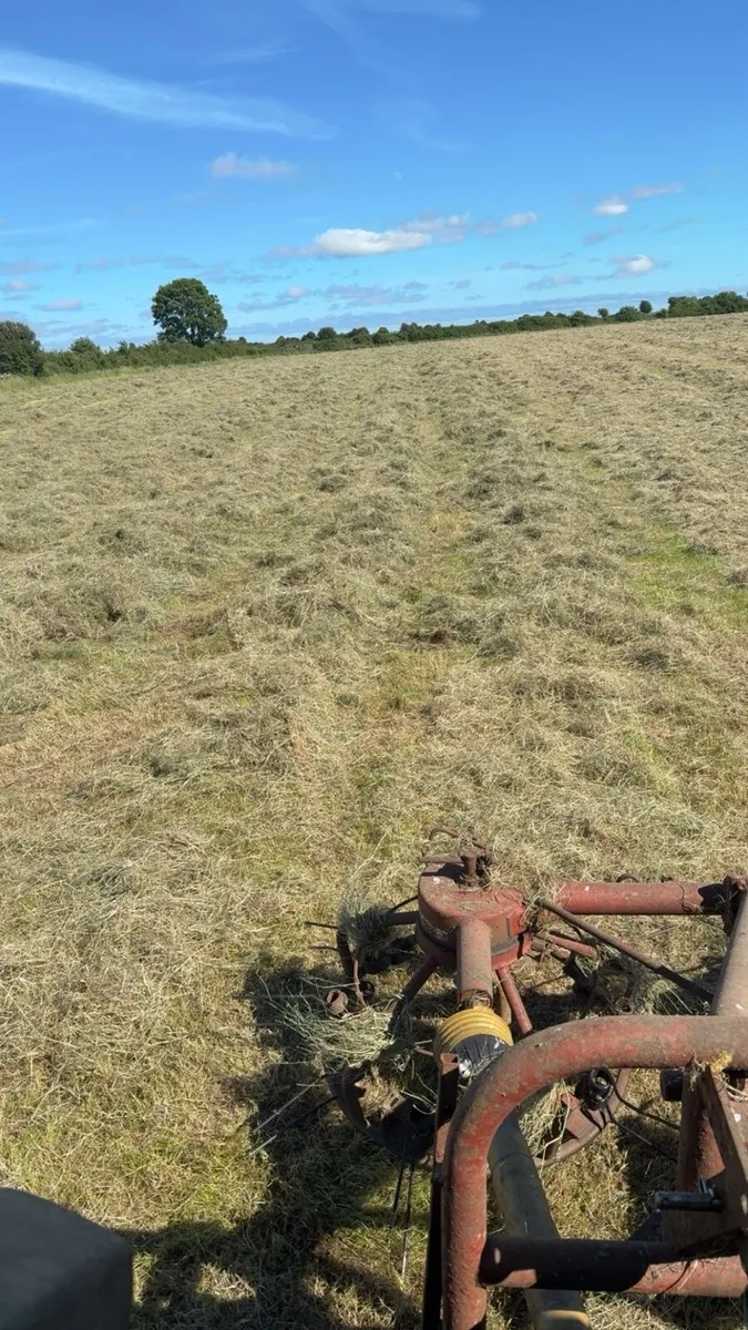 Hay - Image 1