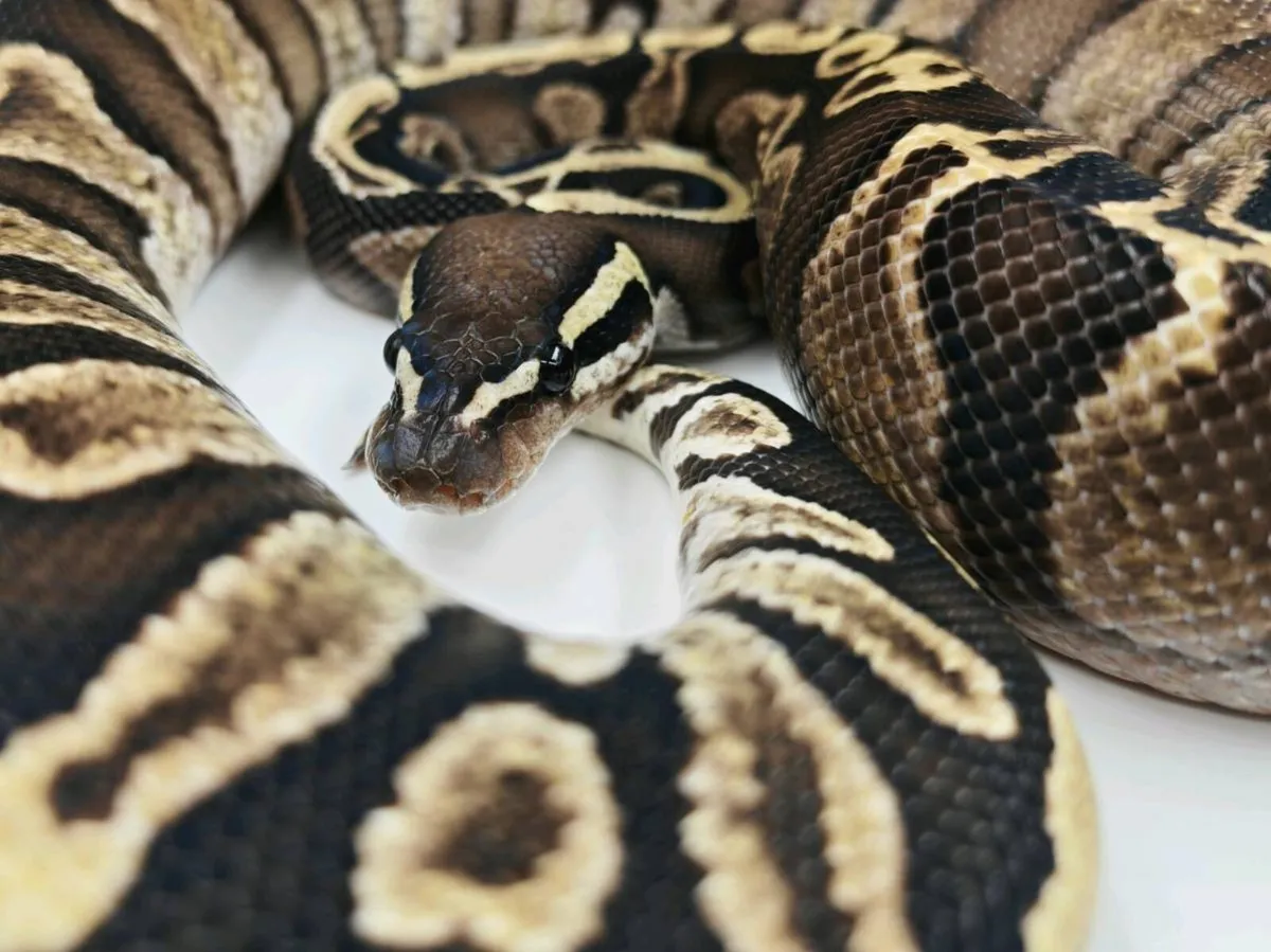 Royal python - Image 2