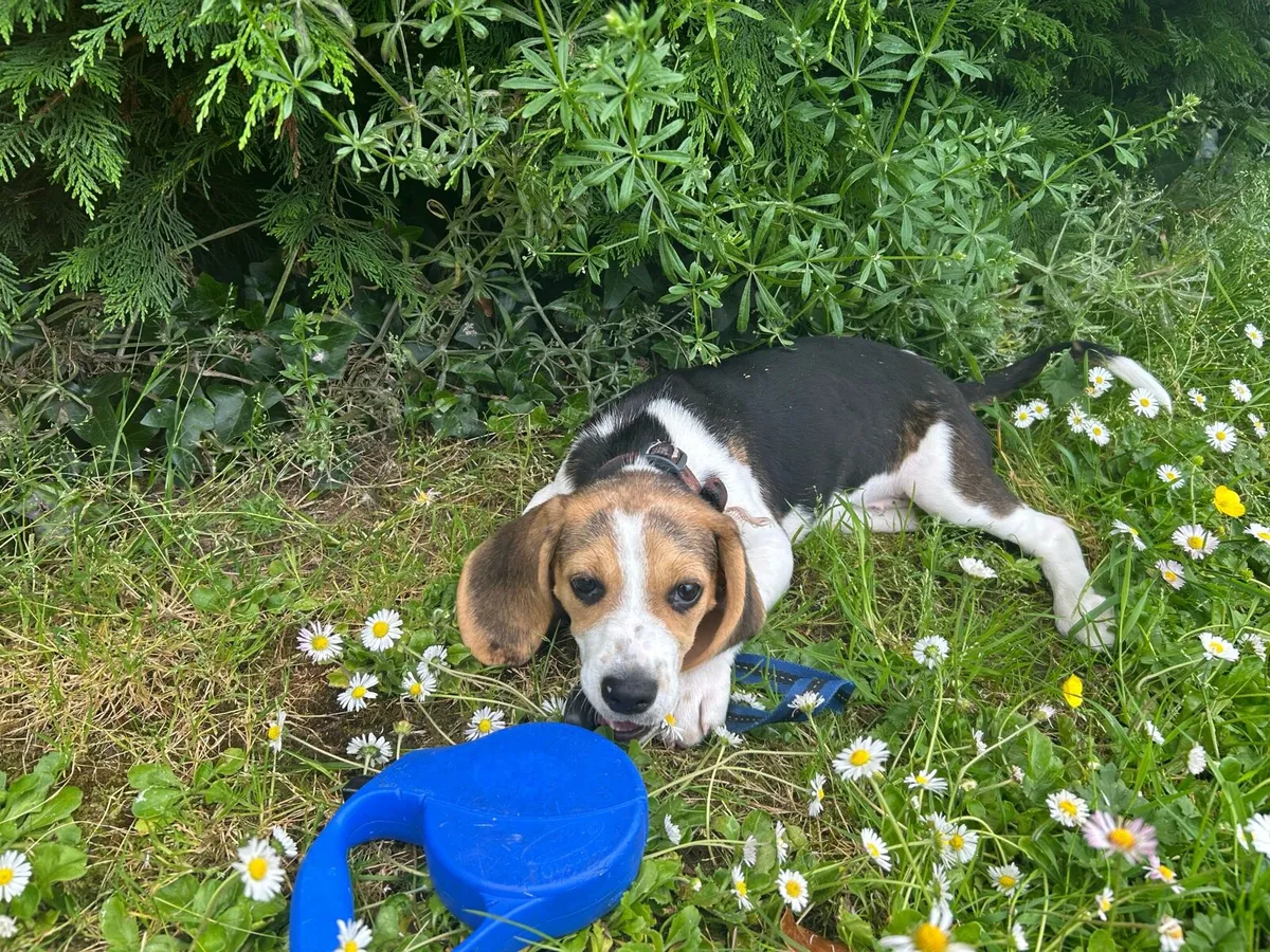 Dog sitting service in Delvin private house. - Image 2