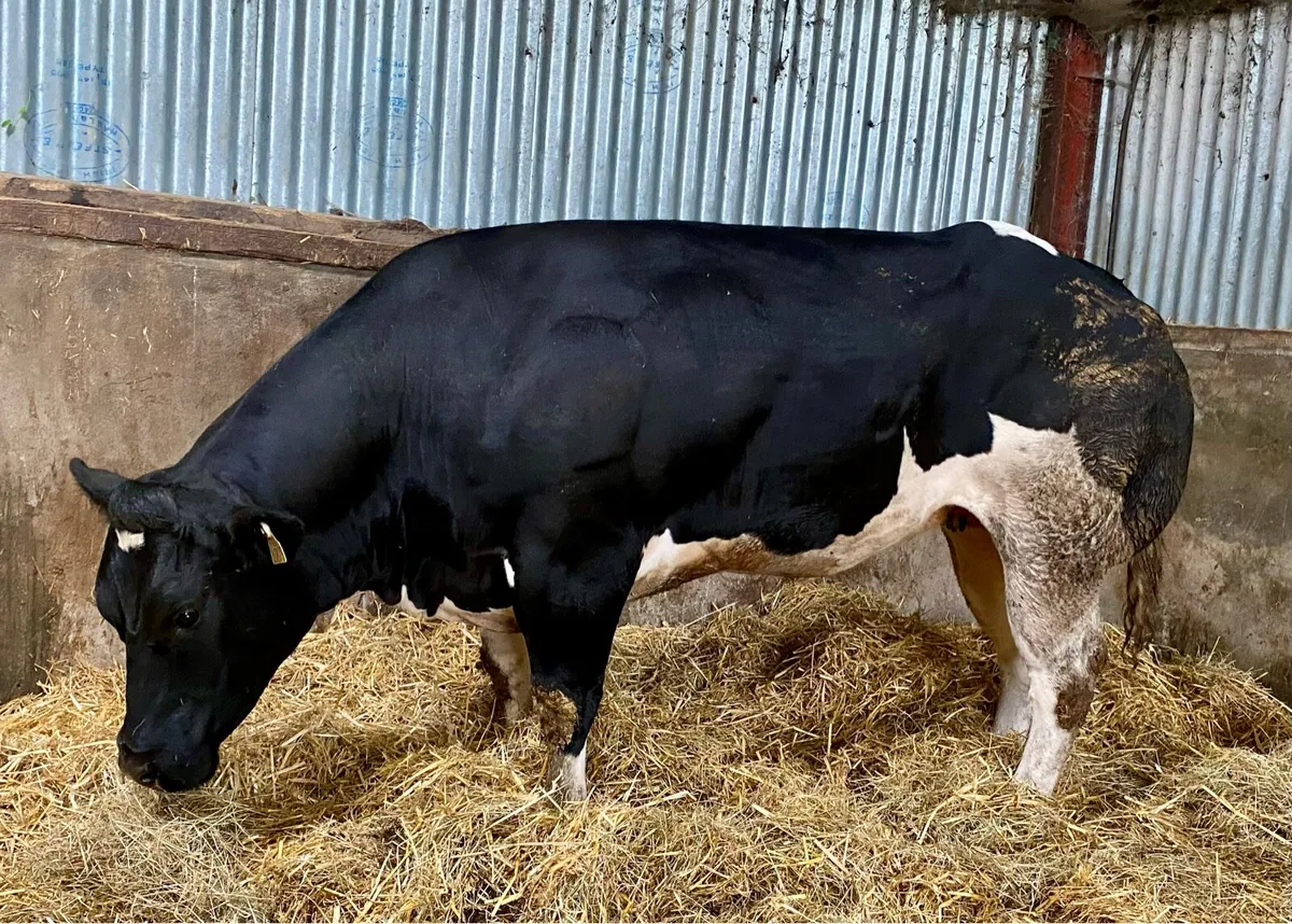 Pedigree Empire Heifer - Image 1