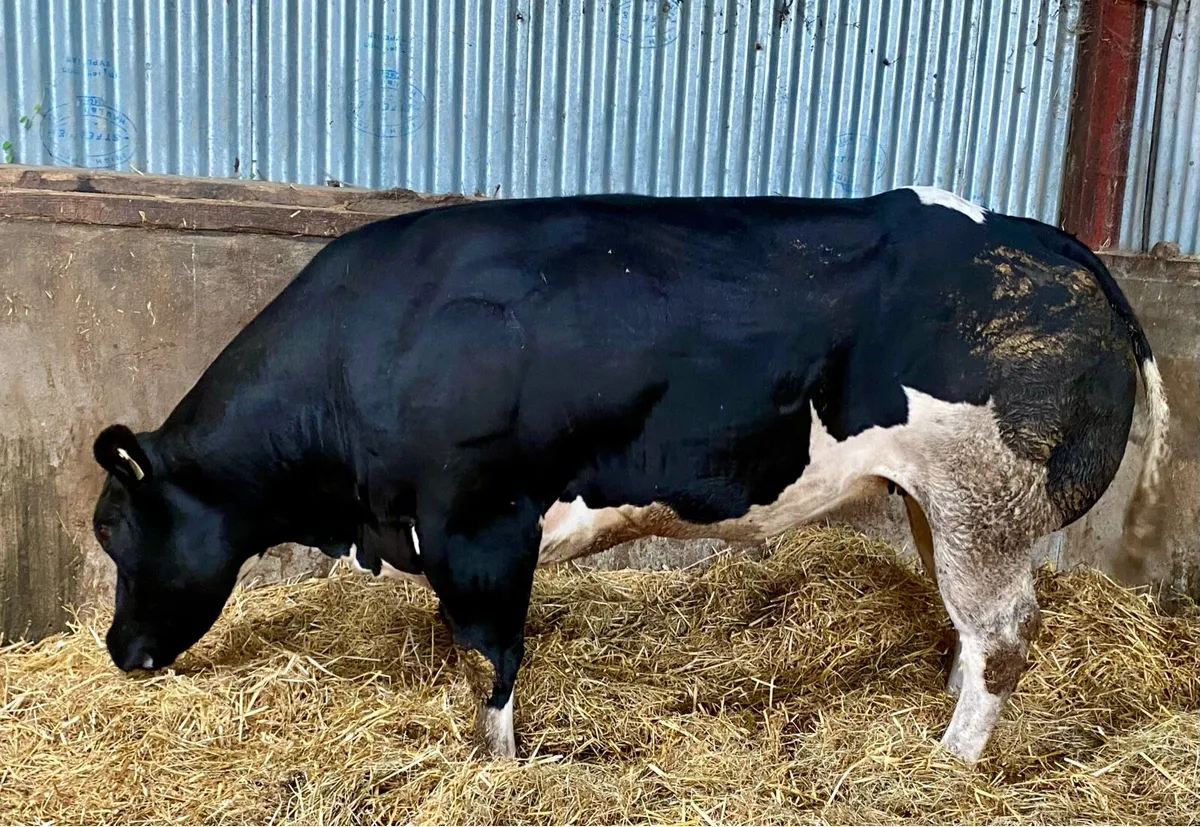 Pedigree Empire Heifer - Image 3