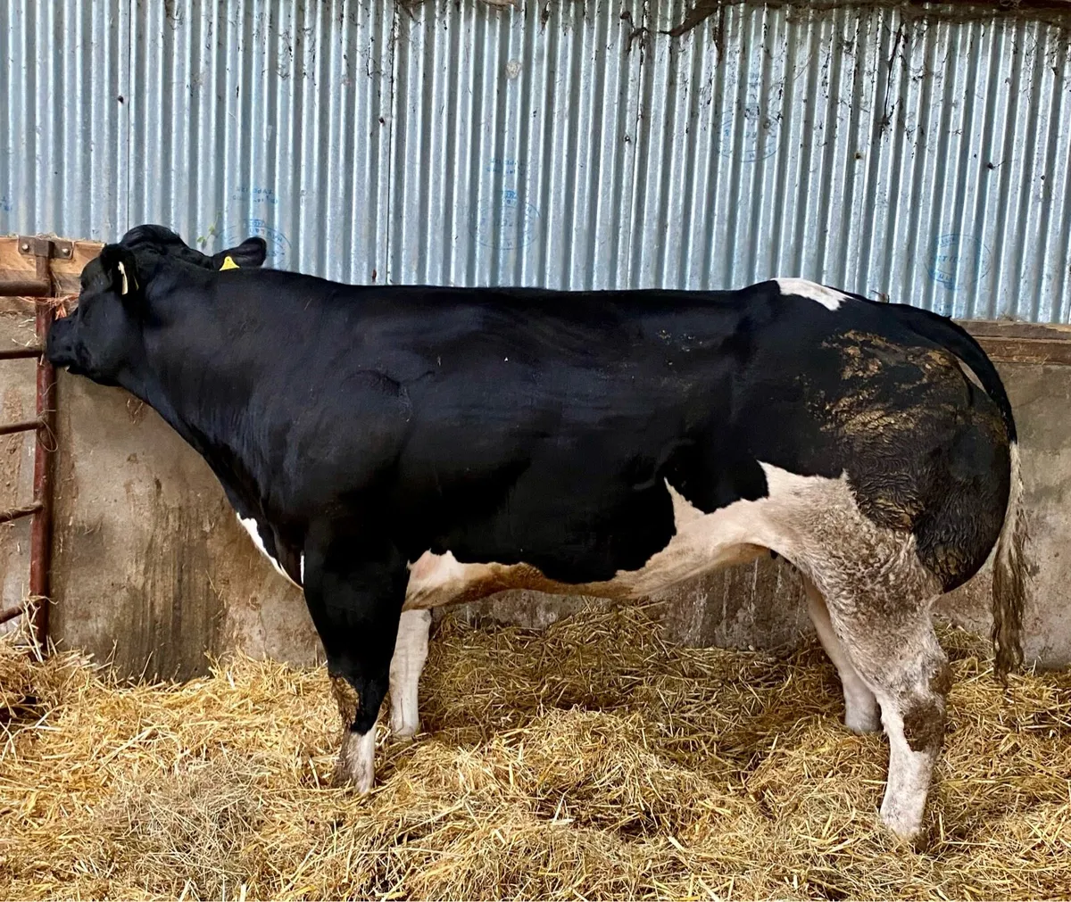 Pedigree Empire Heifer - Image 4