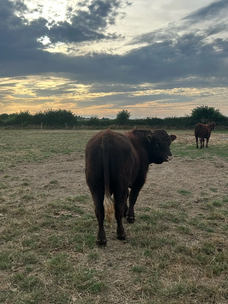 Saler bull - Image 2