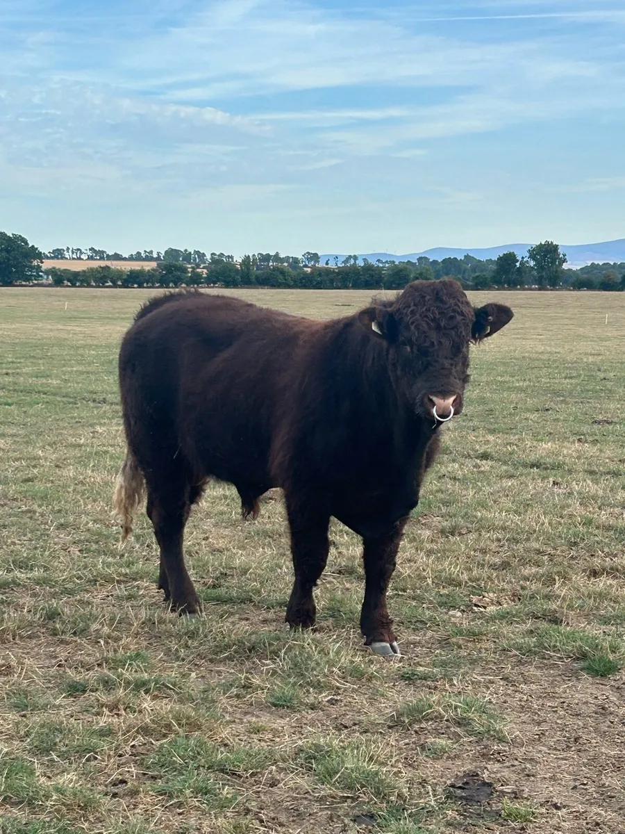 Saler bull - Image 1