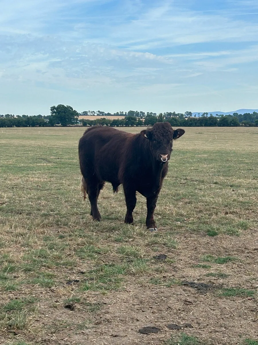 Saler bull - Image 3