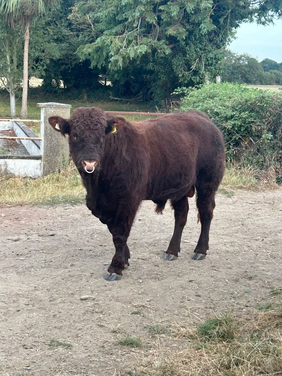 Saler bull - Image 4