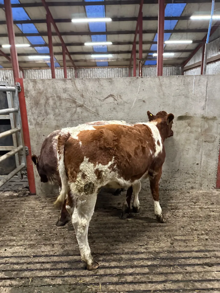 Roaned heifers - Image 4