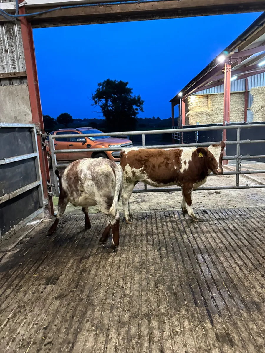 Roaned heifers - Image 3