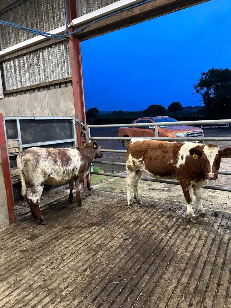 Roaned heifers - Image 2