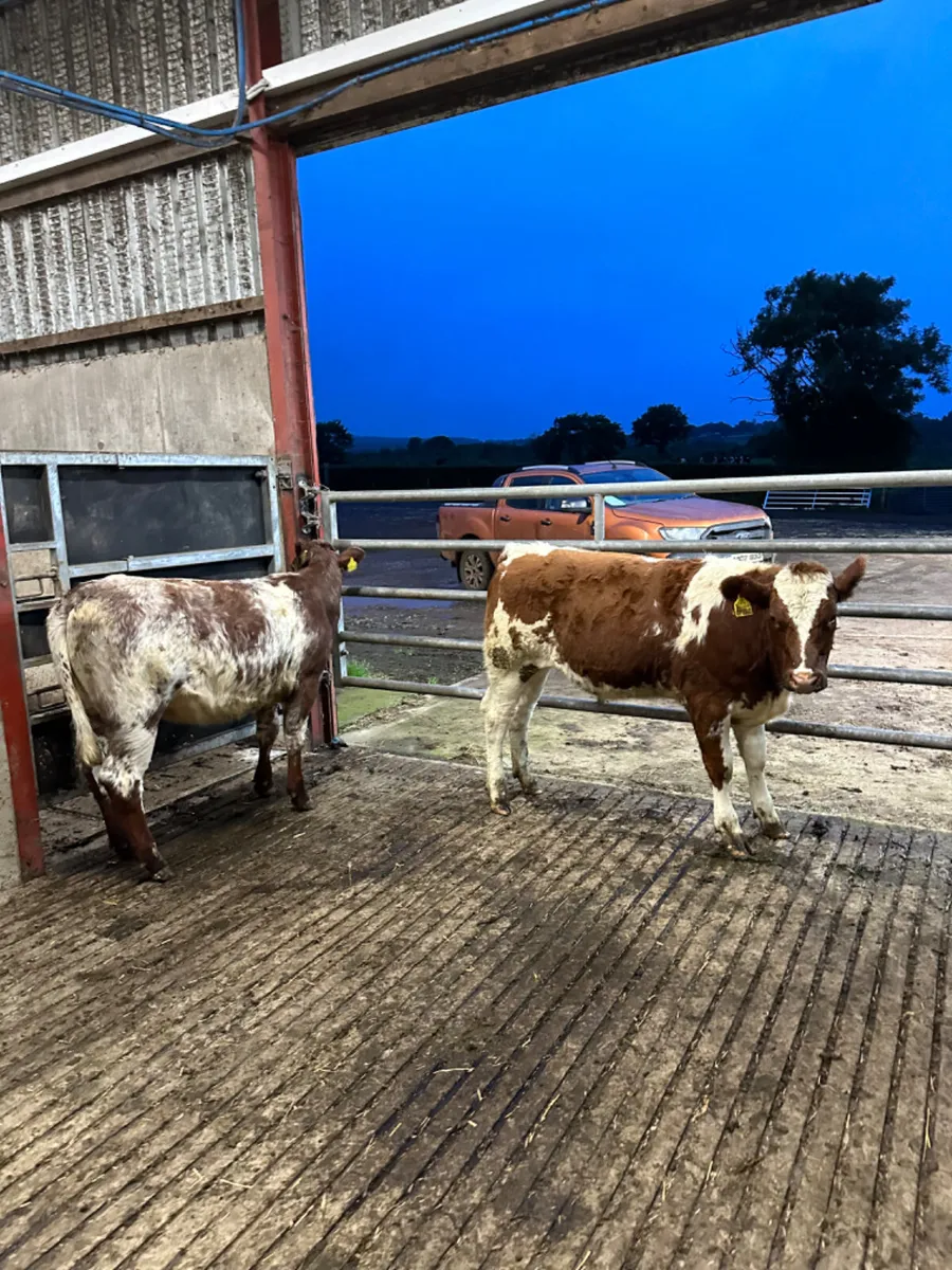 Roaned heifers - Image 1