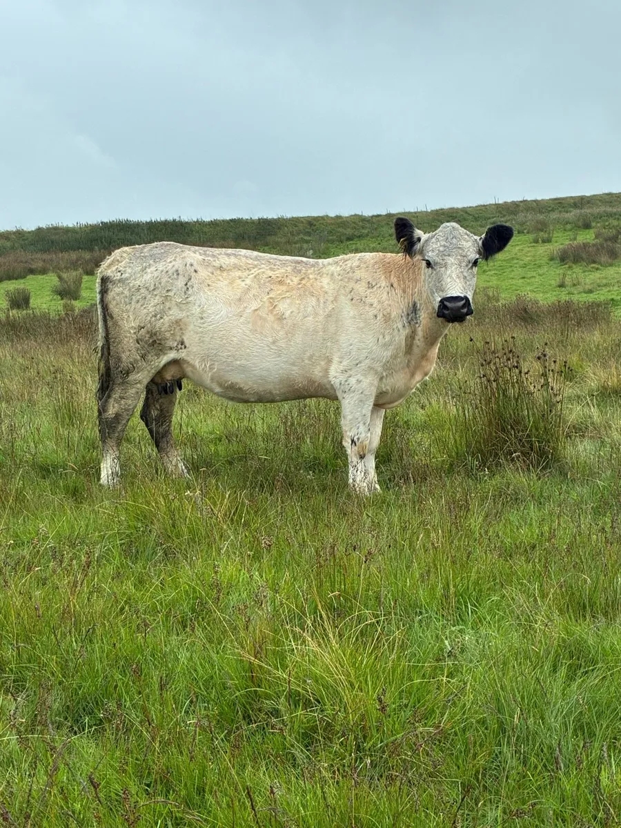 White Galloway cow - Image 2
