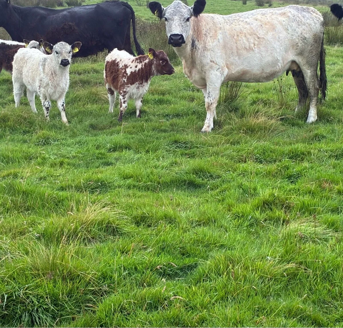 White Galloway cow - Image 1