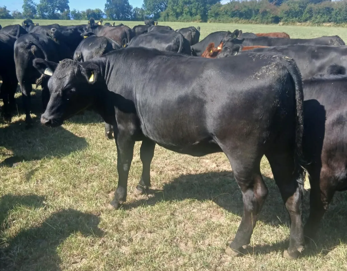 AA hef & blks in New Ross mart Saturday 22 of Aug - Image 1