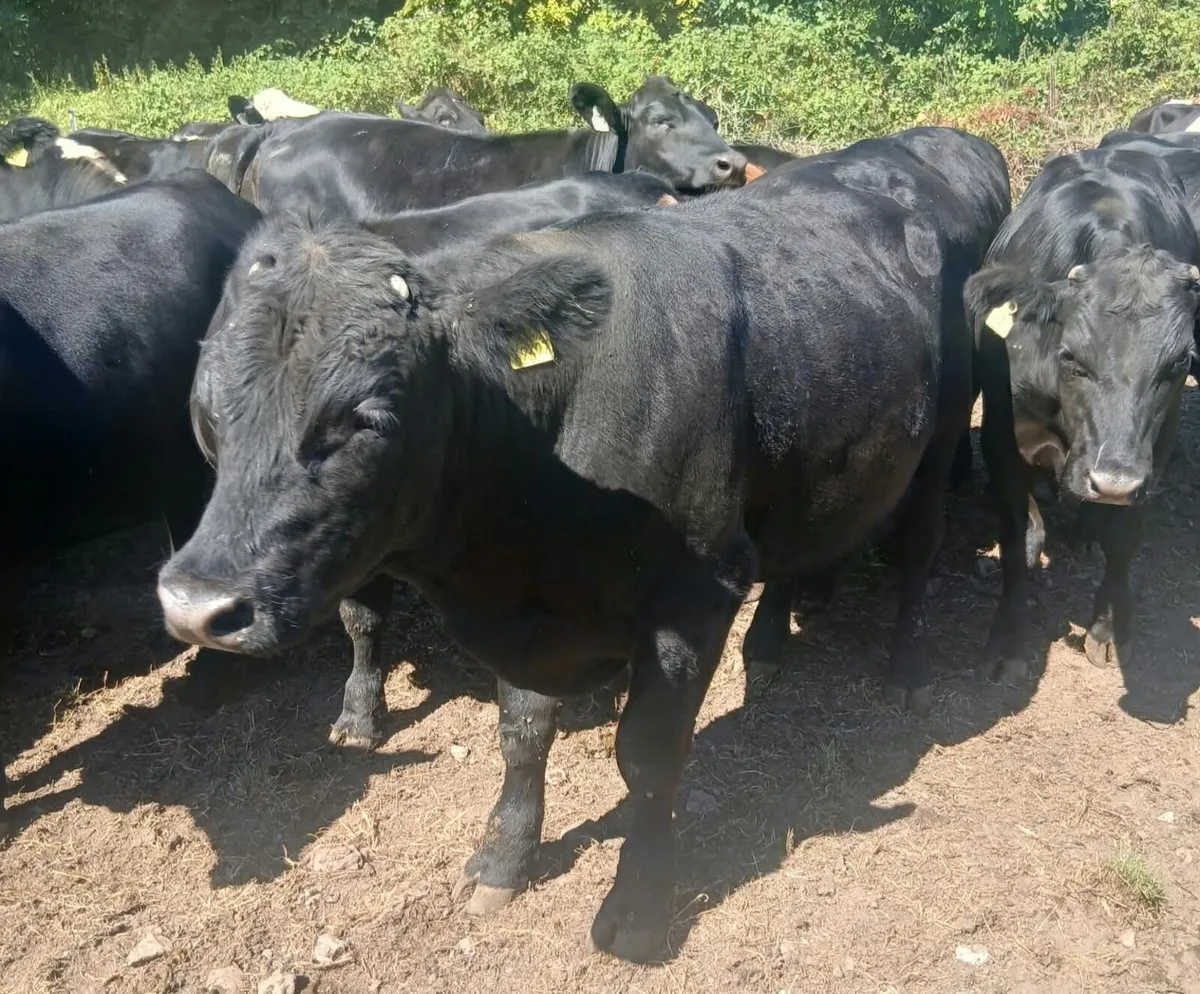 AA hef & blks in New Ross mart Saturday 22 of Aug - Image 2