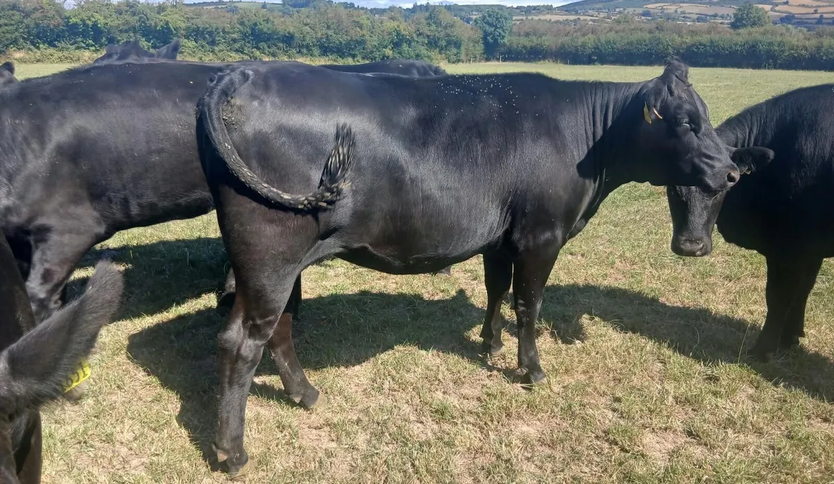 AA hef & blks in New Ross mart Saturday 22 of Aug - Image 3