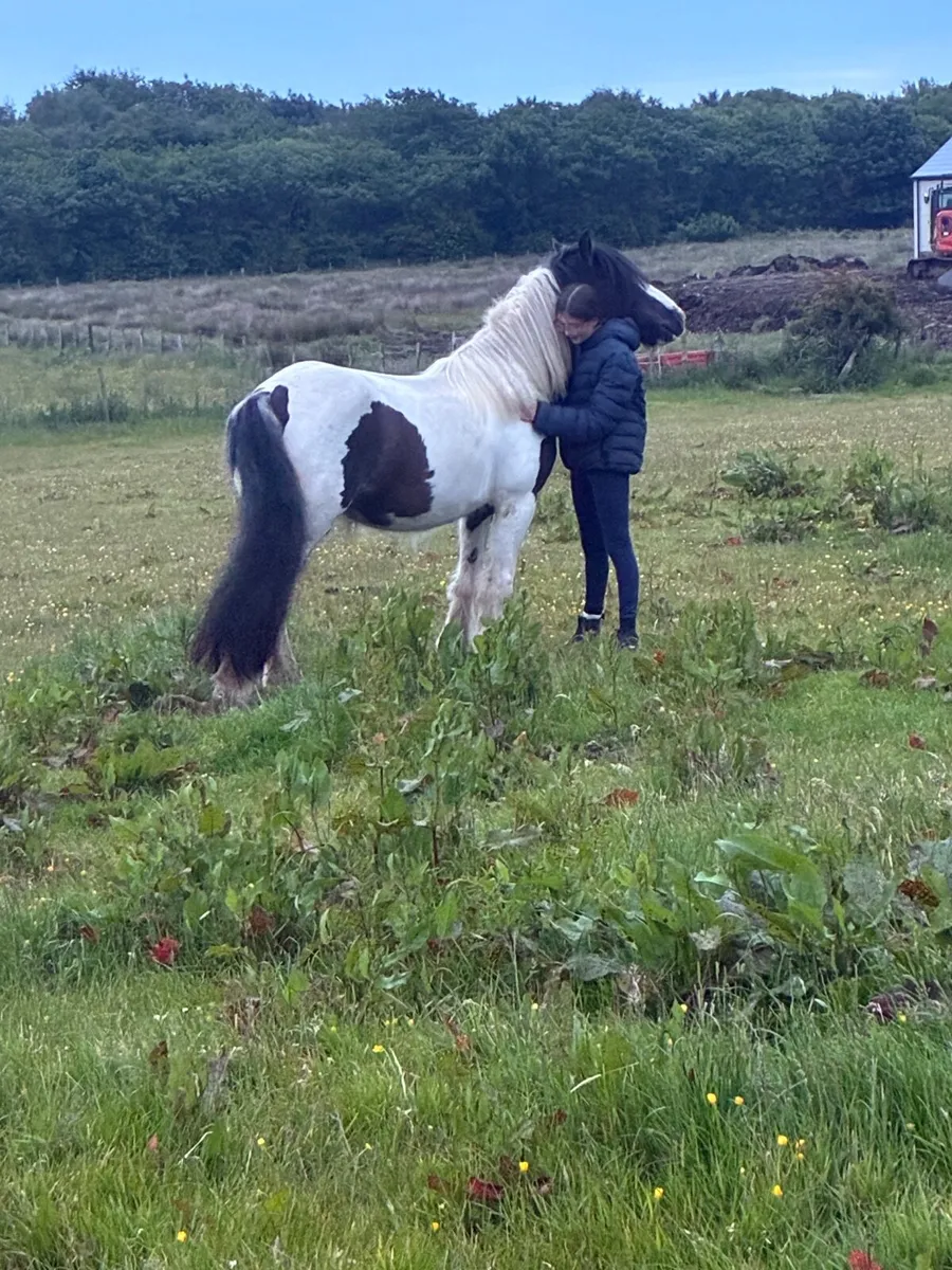 Pony - Image 2
