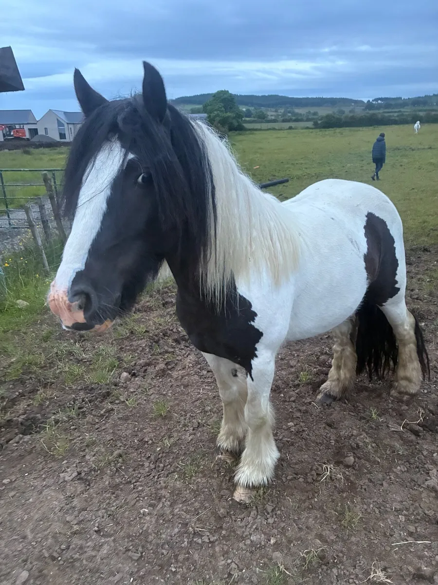 Pony - Image 1