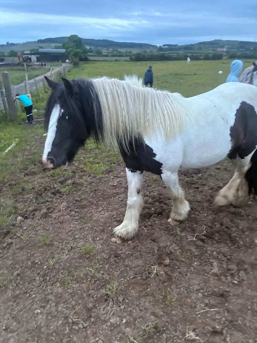 Pony - Image 4