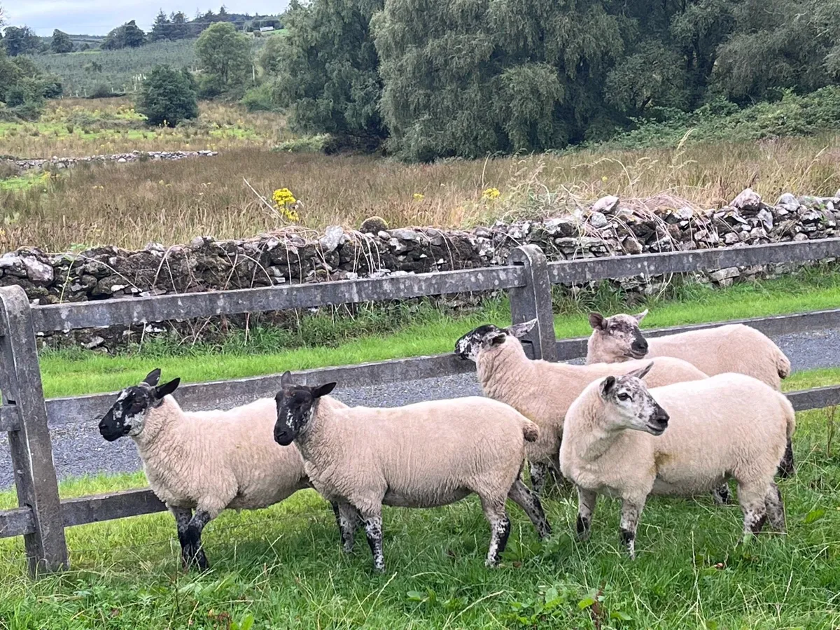 Hoggets - Image 1