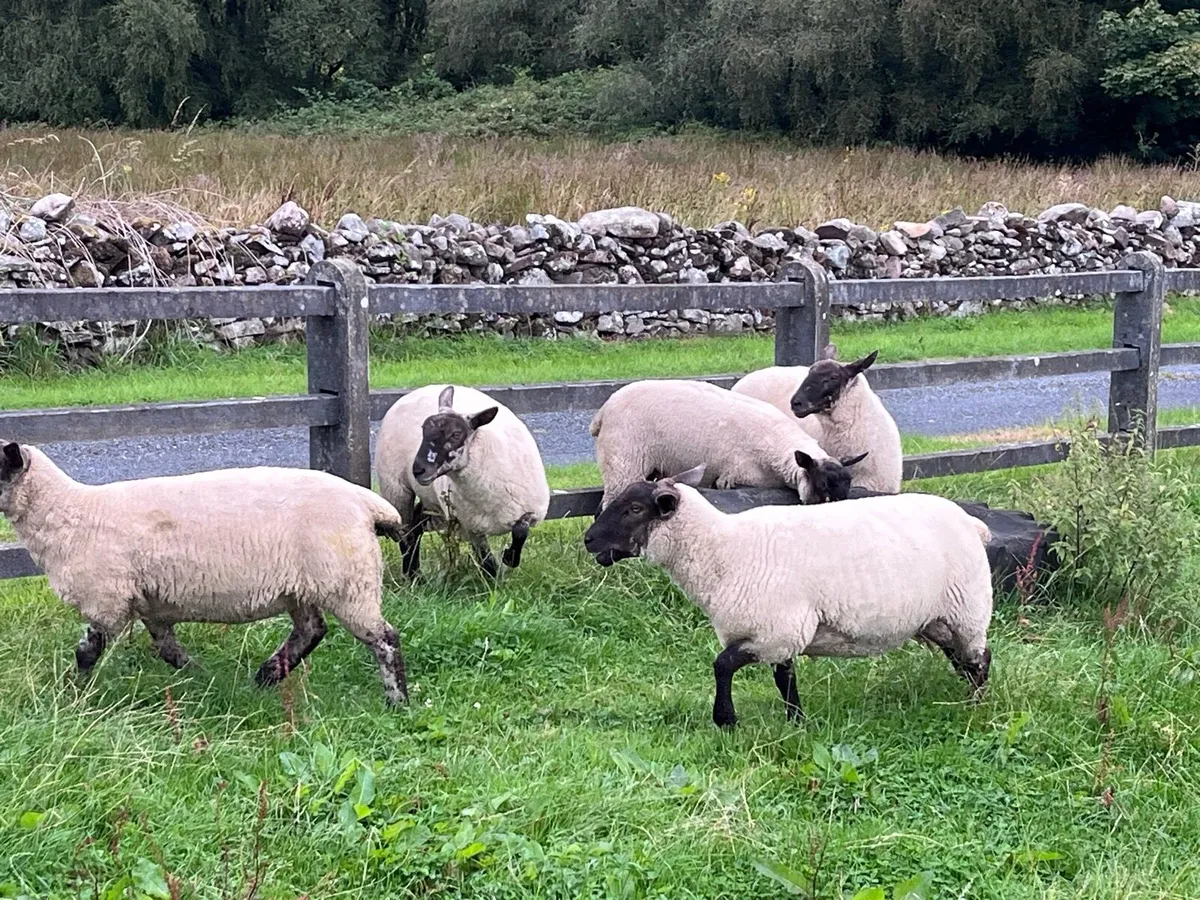 Hoggets - Image 2
