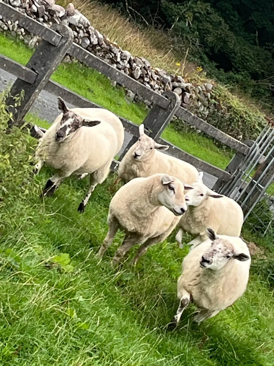 Hoggets - Image 3