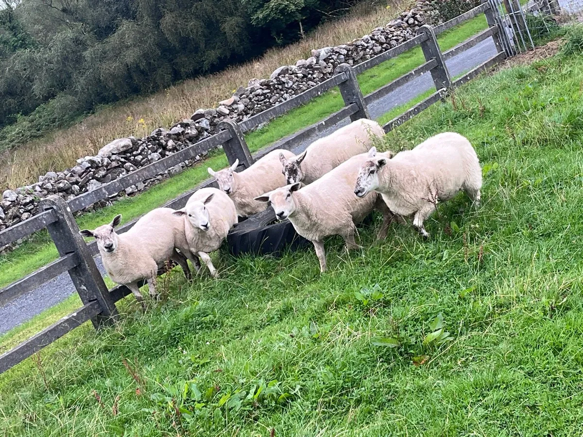 Hoggets - Image 4