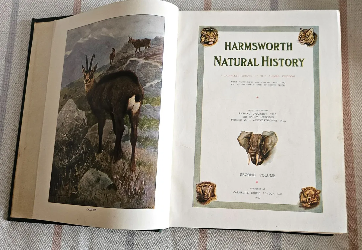 Harmsworth Natural History, 3 Volumes, Antique - Image 2