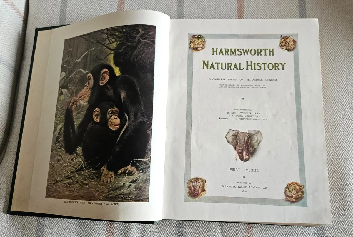 Harmsworth Natural History, 3 Volumes, Antique - Image 3