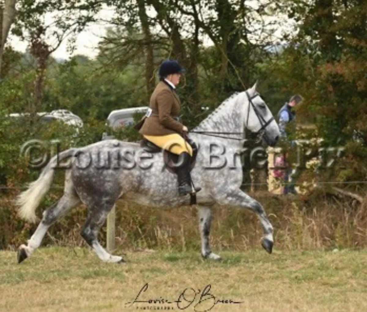 Goresbridge lot 320 Wednesday 2nd September - Image 1