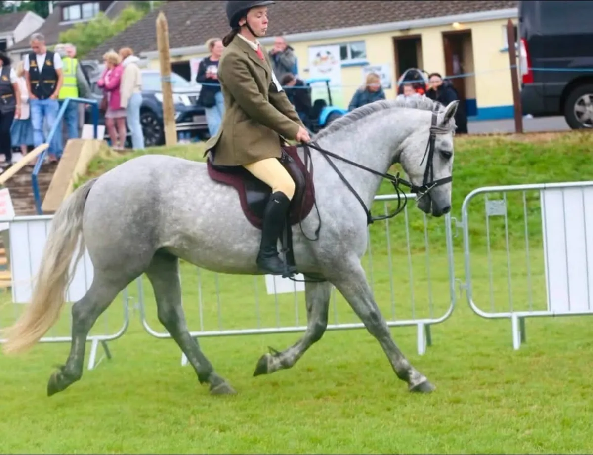 Lot 247 15.1 Connemara gelding clean xray - Image 1