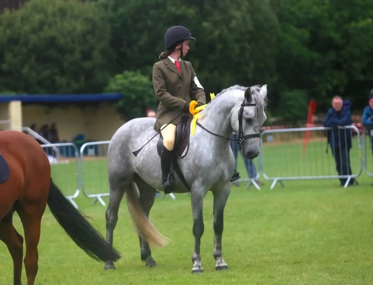 Lot 247 15.1 Connemara gelding clean xray - Image 2
