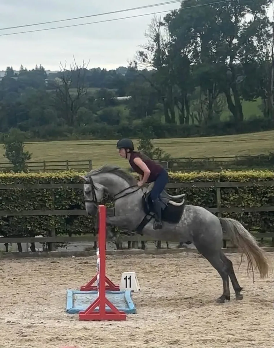 Lot 247 15.1 Connemara gelding clean xray - Image 3