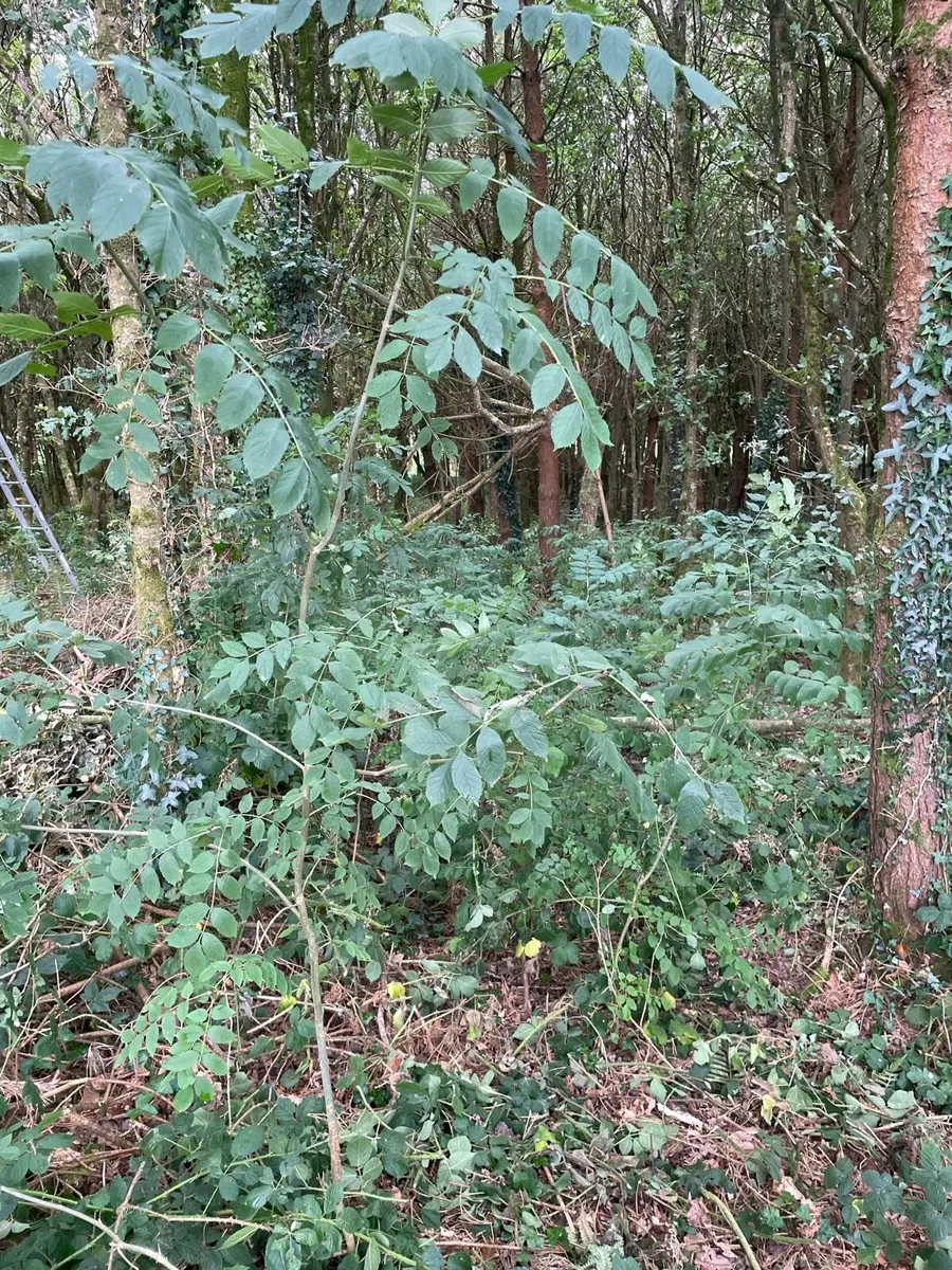 Ash Saplings - Image 1