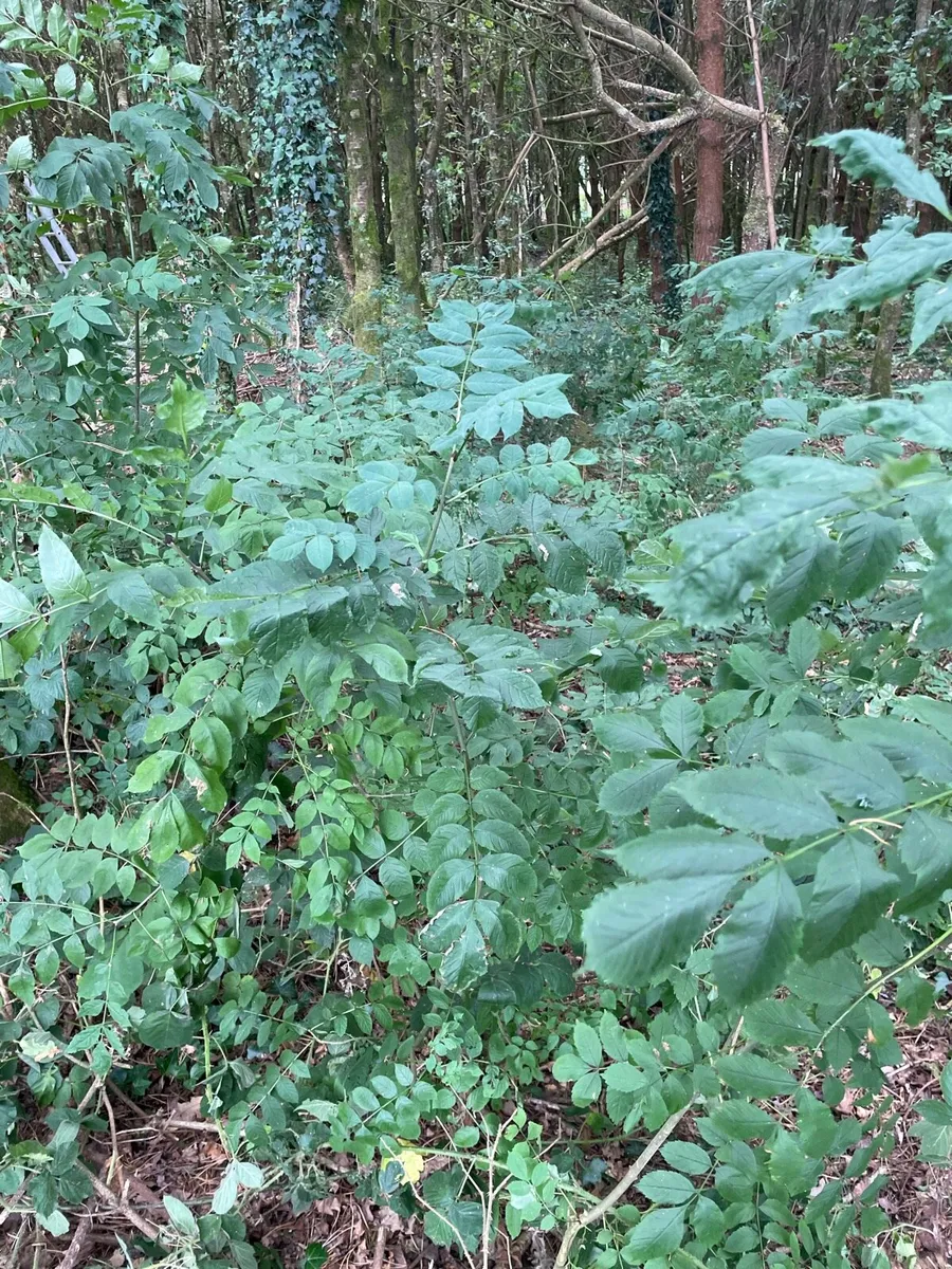 Ash Saplings - Image 2