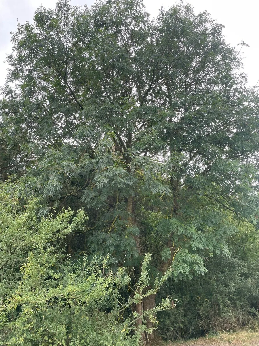 Ash Saplings - Image 4