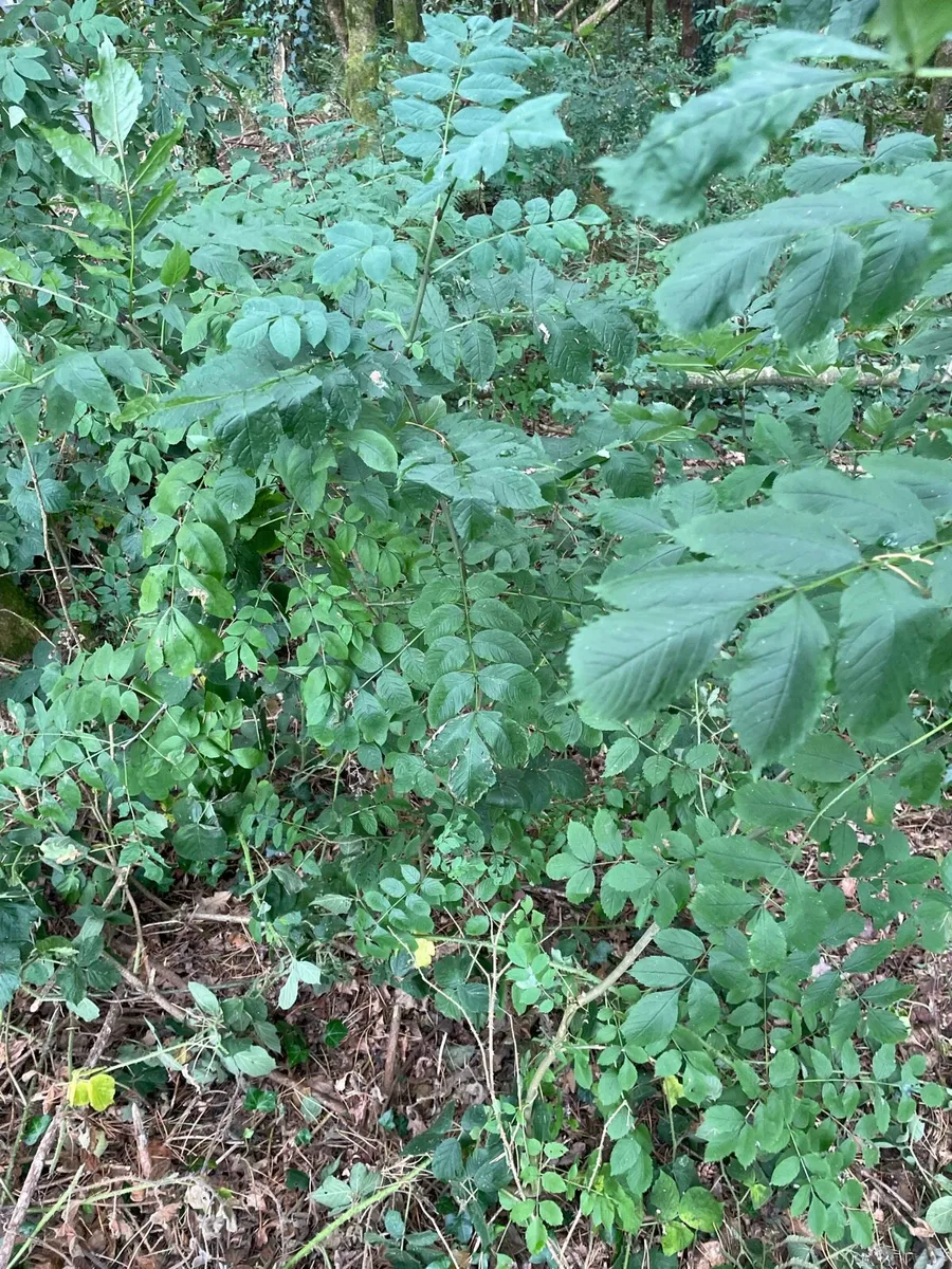 Ash Saplings - Image 3