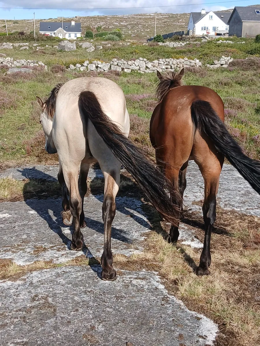 Two connemara gelding - Image 4