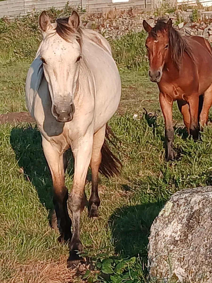 Two connemara gelding - Image 1
