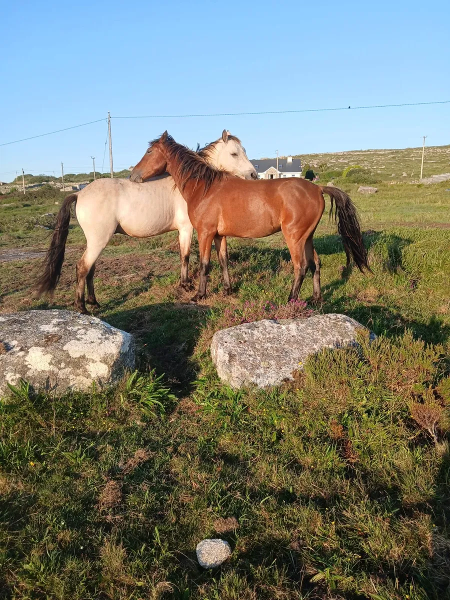 Two connemara gelding - Image 2