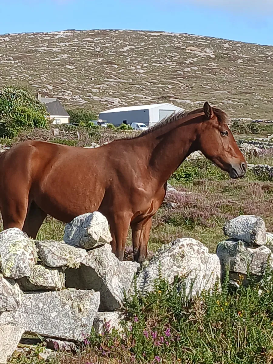 Two connemara gelding - Image 3